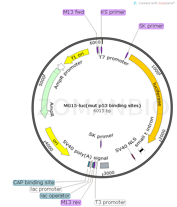 ZK501MG15-luc (mut p53 binding sites) .png