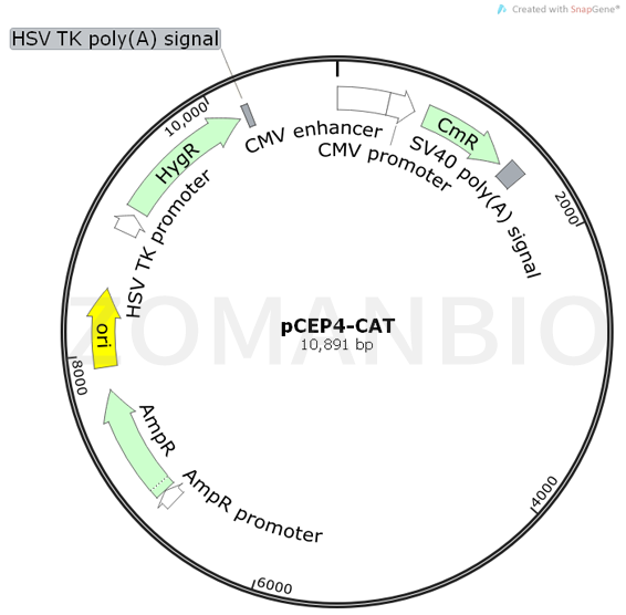 ZK713pCEP4-CAT.png