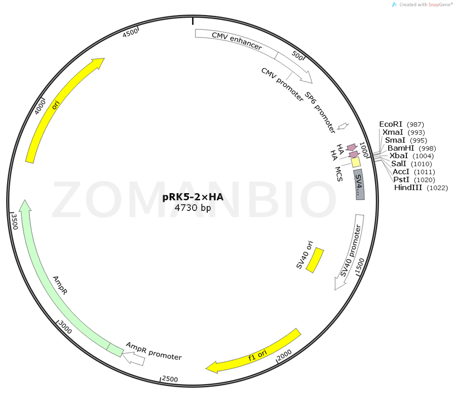 ZK719pRK5-2×HA.png