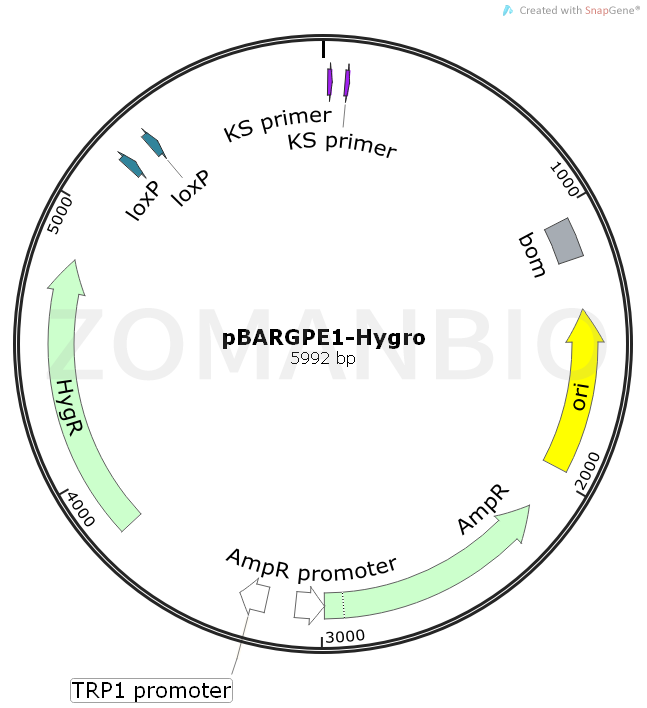 ZK1065pBARGPE1-Hygro.png
