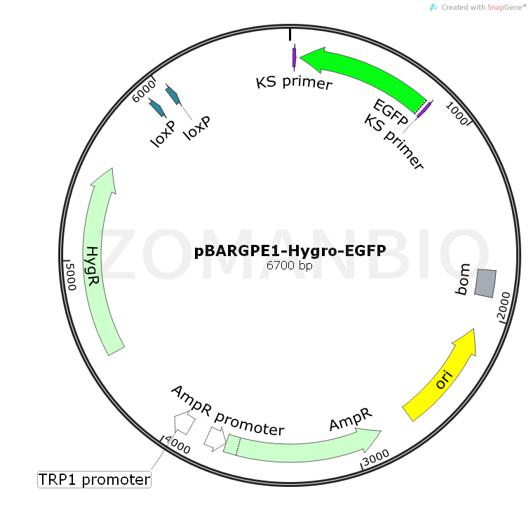 ZK1068pBARGPE1-Hygro-EGFP.png