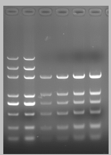 ZK1163pDL2000 DNA Marker.png
