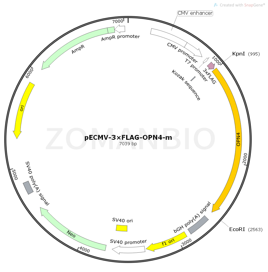 ZK1528  pECMV-3×FLAG-OPN4-m.png