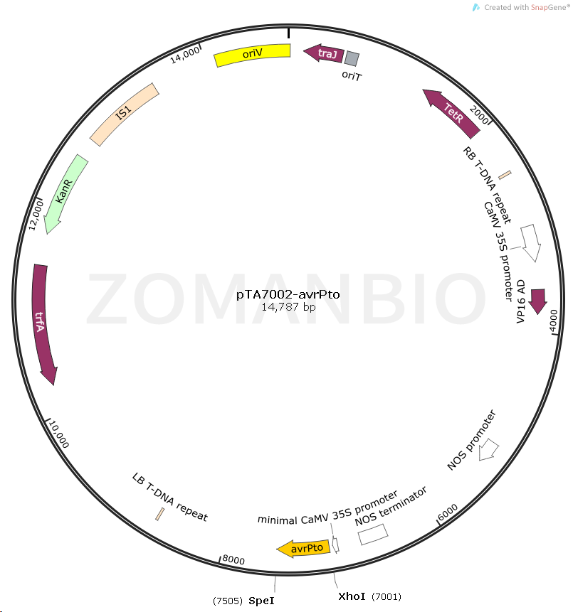 ZK1558 pTA7002-avrPto.png