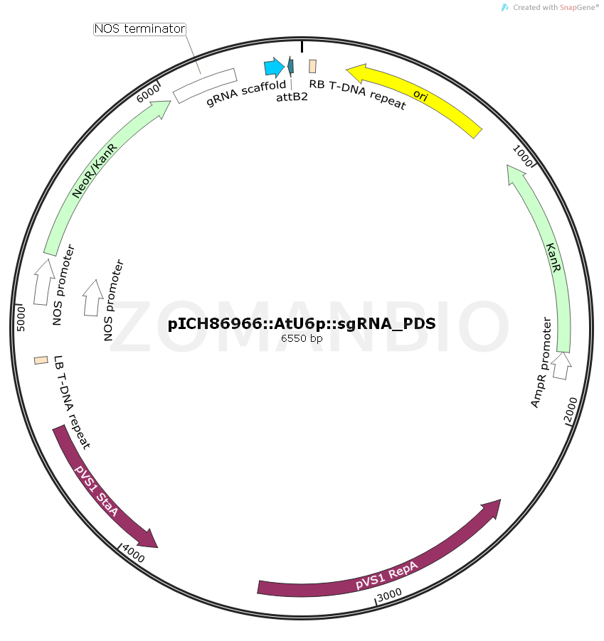 ZK2080 pICH86966 AtU6p sgRNA_PDS.png