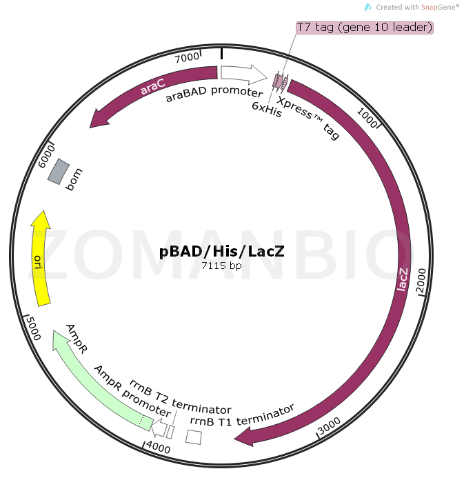 ZK1603 pBADHisLacZ.png