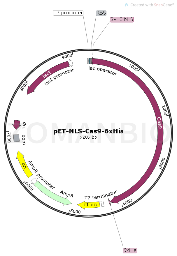ZK1662 pET-NLS-Cas9-6xHis.png