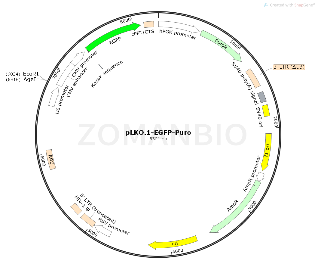 ZK1688 pLKO.1-EGFP-Puro.png