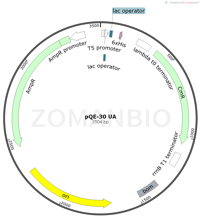 ZK2135 pQE-30 UA.png