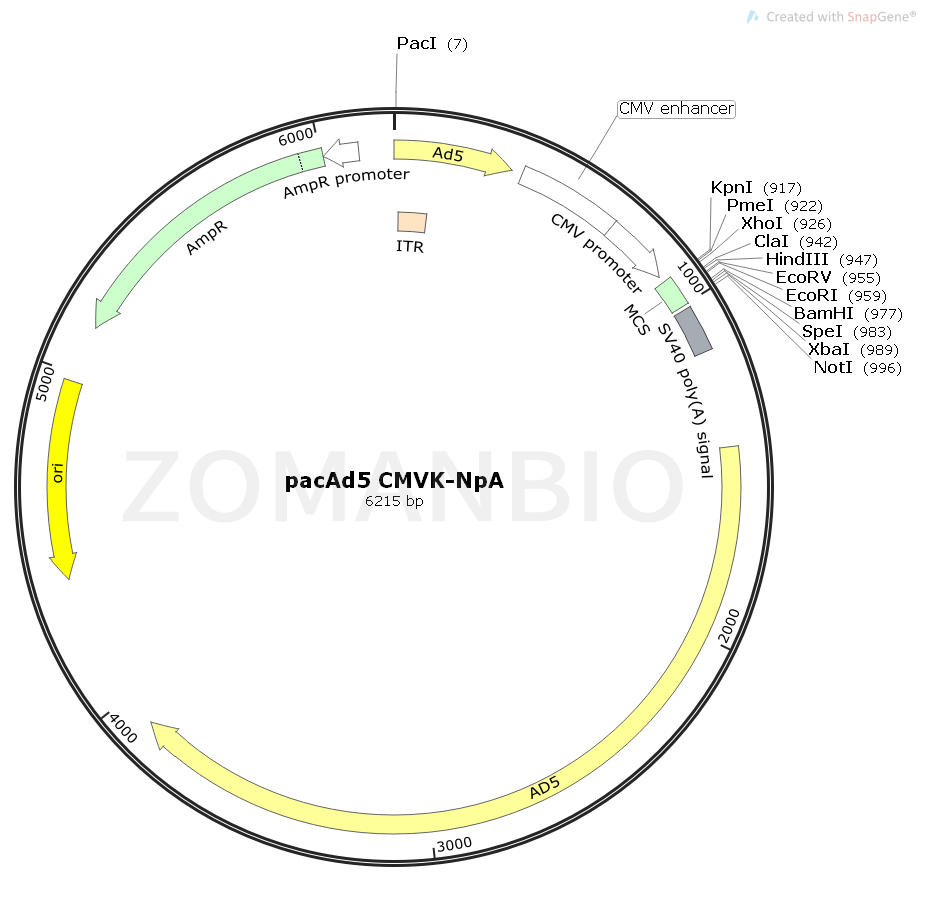 ZK1719 pacAd5 CMVK-NpA.png