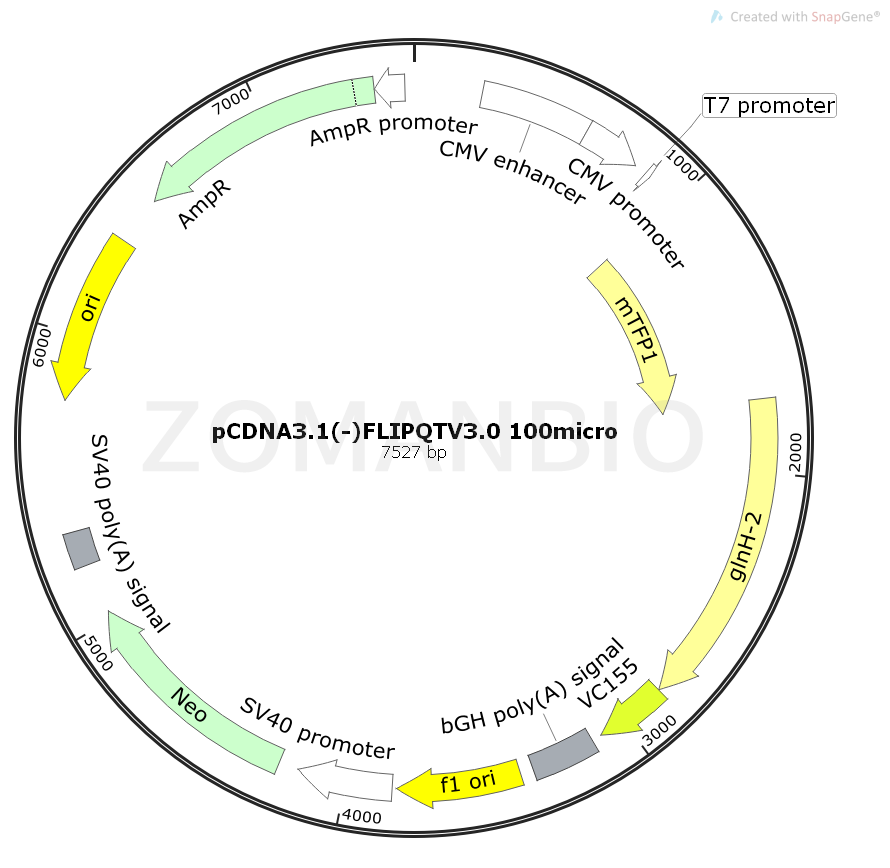 ZK1868 pCDNA3.1(-)FLIPQTV3.0 100micro.png
