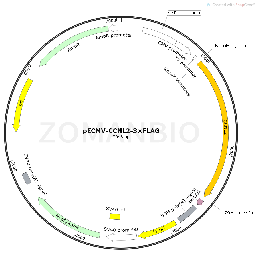 ZK2390 pECMV-CCNL2-3×Flag.png