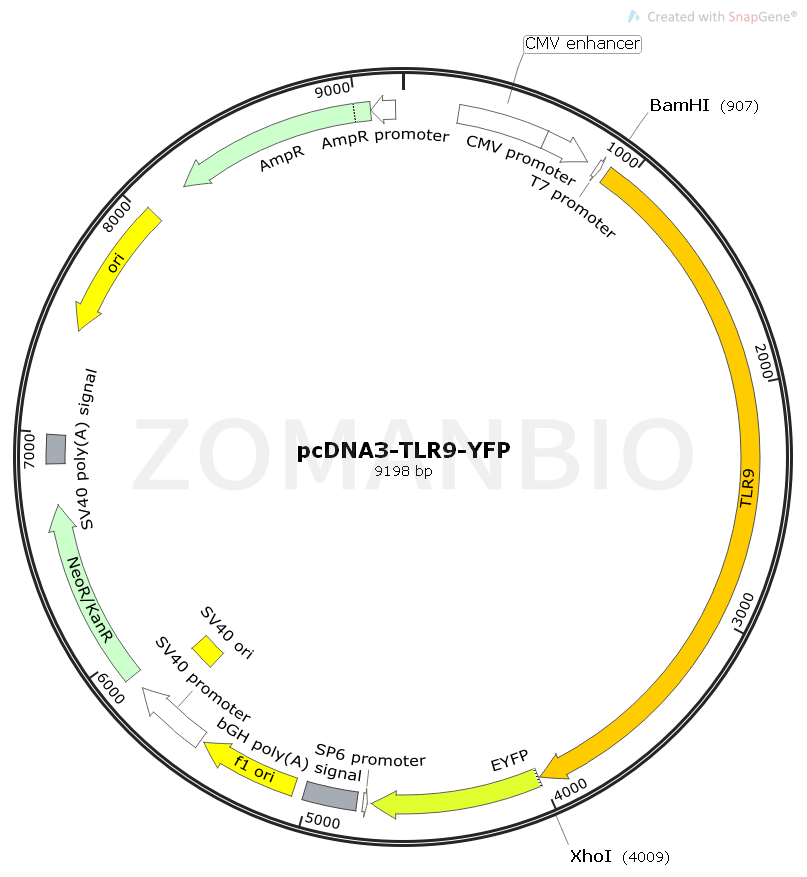 pcDNA3-TLR9-YFP.png