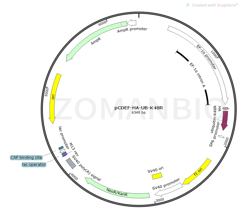 pCDEF-HA-UB-K48R Map.png